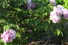 Peonies-5-09-030