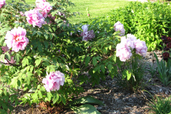 Peonies-5-09-031