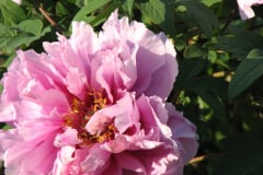 Peonies-5-09-035