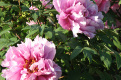 Peonies-5-09-036