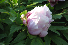 Peonies-5-09-037