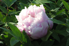 Peonies-5-09-038