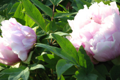 Peonies-5-09-039