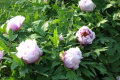 Peonies-5-09-043