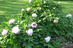 Peonies-5-09-044