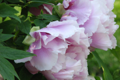 Peonies-5-09-045