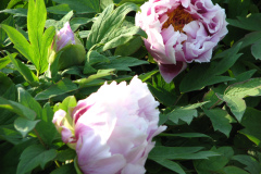 Peonies-5-09-046