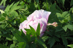 Peonies-5-09-051