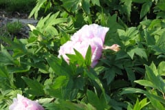 Peonies-5-09-052