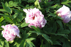 Peonies-5-09-053