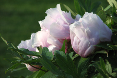 Peonies-5-09-054
