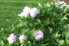 Peonies-5-09-055
