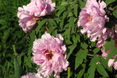 Peonies-5-09-060