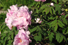 Peonies-5-09-061