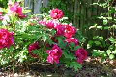 Peonies-Alizarin-Pink-1