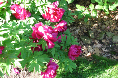 Peonies-Alizarin-Pink-14