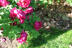 Peonies-Alizarin-Pink-15