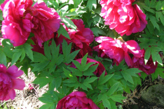 Peonies-Alizarin-Pink-17