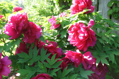 Peonies-Alizarin-Pink-23
