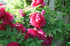 Peonies-Alizarin-Pink-24