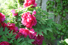 Peonies-Alizarin-Pink-25