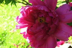 Peonies-Alizarin-Pink-31