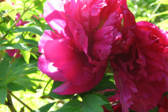 Peonies-Alizarin-Pink-32