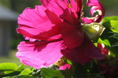 Peonies-Alizarin-Pink-33