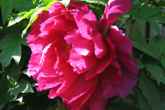 Peonies-Alizarin-Pink-39