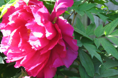 Peonies-Alizarin-Pink-40