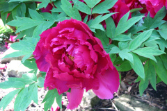 Peonies-Alizarin-Pink-42
