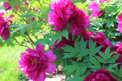 Peonies-Alizarin-Pink-47