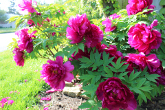 Peonies-Alizarin-Pink-48