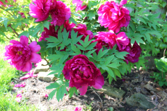 Peonies-Alizarin-Pink-50