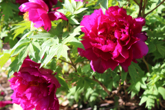 Peonies-Alizarin-Pink-55