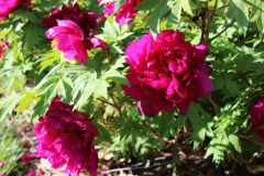 Peonies-Alizarin-Pink-56