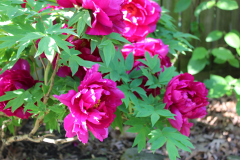 Peonies-Alizarin-Pink-58