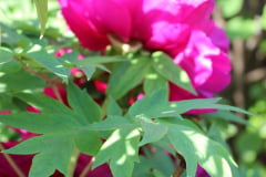 Peonies-Alizarin-Pink-63