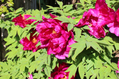 Peonies-Alizarin-Pink-65