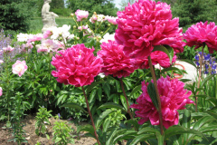 Peonies-Alizarin-Pink-67