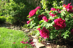Peonies-Alizarin-Pink-7