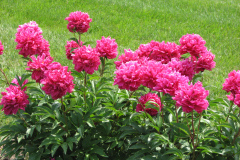Peonies-Alizarin-Pink-71