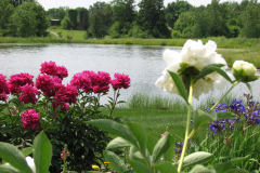 Peonies-Alizarin-Pink-72
