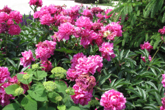 Peonies-Alizarin-Pink-79