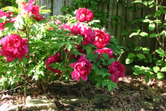 Peonies-Alizarin-Pink-8