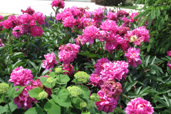 Peonies-Alizarin-Pink-80
