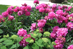 Peonies-Alizarin-Pink-81