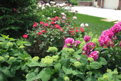 Peonies-Alizarin-Pink-86
