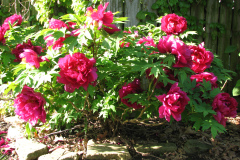 Peonies-Alizarin-Pink-9