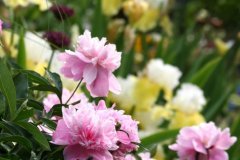 Peonies-Iris